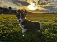 Baby, a female Pembroke Welsh Corgi for sale in Cobleskill, NY – Photo 2 of 4