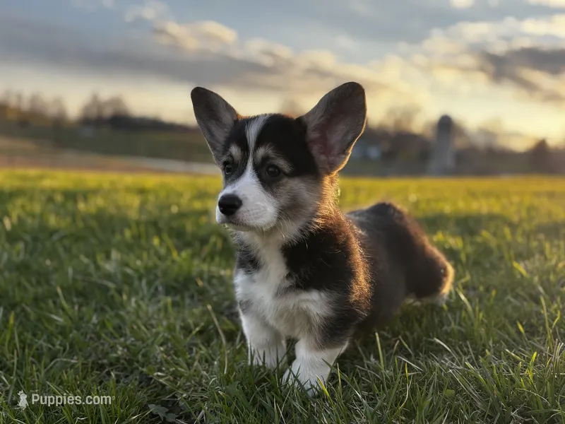 Baby – Pembroke Welsh Corgi puppy for sale in Cobleskill, NY