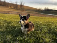 Baby, a female Pembroke Welsh Corgi for sale in Cobleskill, NY – Photo 4 of 4