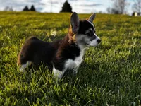 Baby, a female Pembroke Welsh Corgi for sale in Cobleskill, NY – Photo 3 of 4