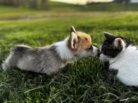 Lucky, a male Pembroke Welsh Corgi for sale in Cobleskill, NY – Photo 3 of 4