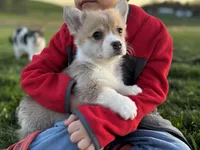 Lucky, a male Pembroke Welsh Corgi for sale in Cobleskill, NY – Photo 2 of 4