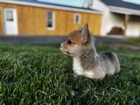 Lucky, a male Pembroke Welsh Corgi for sale in Cobleskill, NY – Photo 4 of 4