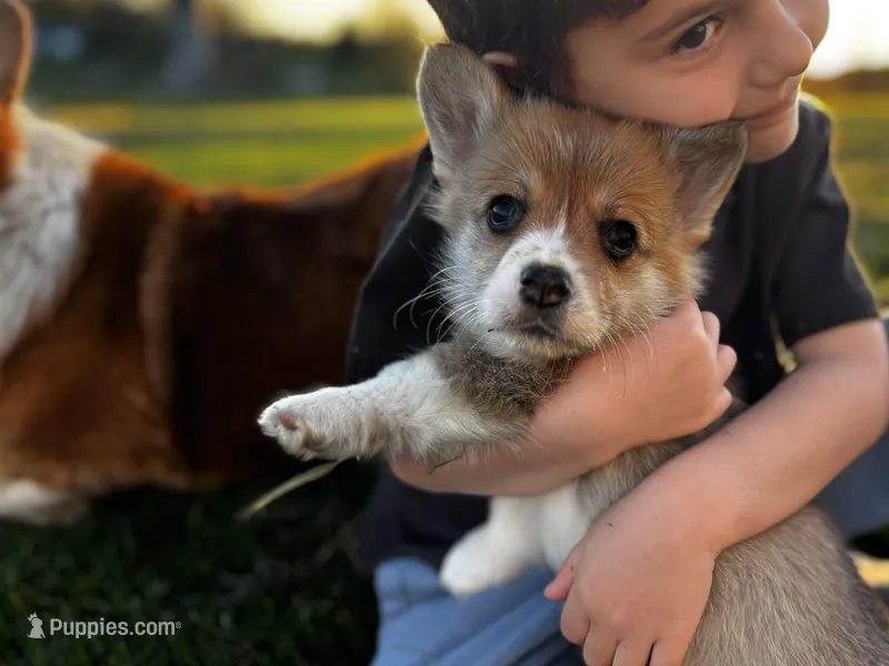 Lucky, a male Pembroke Welsh Corgi for sale in Cobleskill, NY – Photo 1 of 4