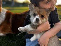 Lucky, a male Pembroke Welsh Corgi for sale in Cobleskill, NY – Photo 1 of 4