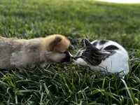 Fluffy2, a female Pembroke Welsh Corgi for sale in Cobleskill, NY – Photo 2 of 3