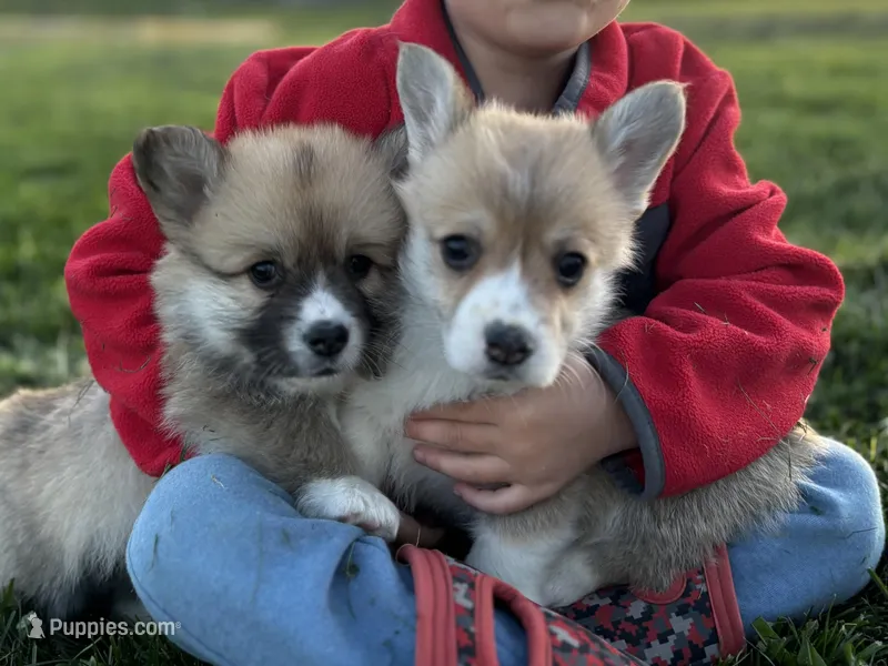 Fluffy2, a female Pembroke Welsh Corgi for sale in Cobleskill, NY – Photo 1 of 3