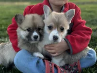 Fluffy2, a female Pembroke Welsh Corgi for sale in Cobleskill, NY – Photo 1 of 3