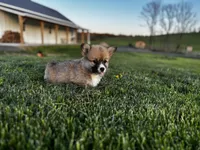 Fluffy2, a female Pembroke Welsh Corgi for sale in Cobleskill, NY – Photo 3 of 3