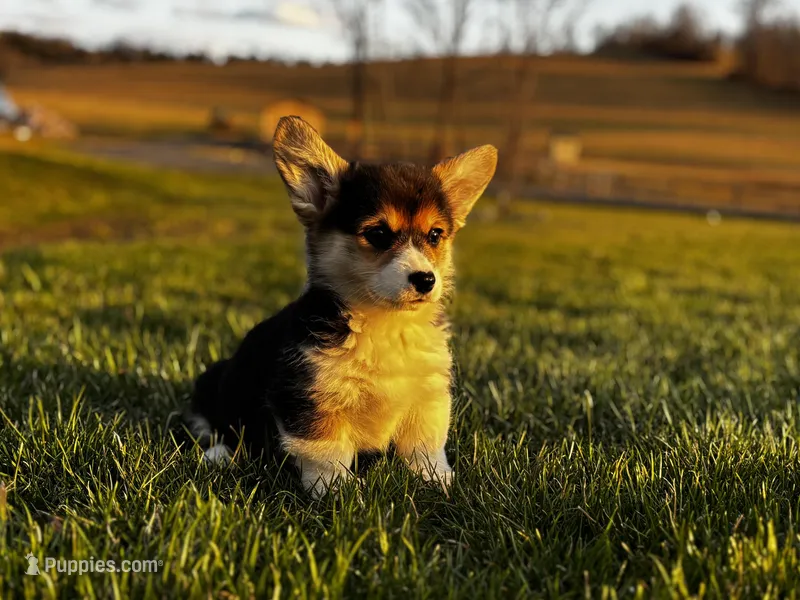 Sweetie – Pembroke Welsh Corgi puppy for sale in Cobleskill, NY