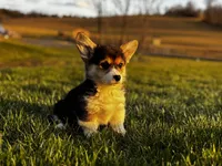 Sweetie, a female Pembroke Welsh Corgi for sale in Cobleskill, NY – Photo 1 of 4