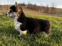 Sweetie, a female Pembroke Welsh Corgi for sale in Cobleskill, NY – Photo 4 of 4