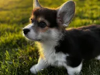 Sweetie, a female Pembroke Welsh Corgi for sale in Cobleskill, NY – Photo 3 of 4