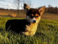 Sweetie, a female Pembroke Welsh Corgi for sale in Cobleskill, NY – Photo 2 of 4