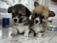 Fluffy, a female Pembroke Welsh Corgi for sale in Cobleskill, NY – Photo 3 of 5