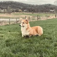 Fluffy, a female Pembroke Welsh Corgi for sale in Cobleskill, NY – Photo 5 of 5
