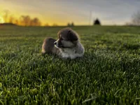 Fluffy, a female Pembroke Welsh Corgi for sale in Cobleskill, NY – Photo 4 of 5