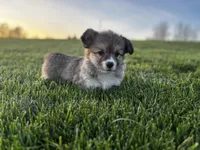Fluffy, a female Pembroke Welsh Corgi for sale in Cobleskill, NY – Photo 1 of 5