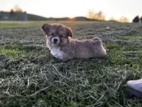 Fluffy, a female Pembroke Welsh Corgi for sale in Cobleskill, NY – Photo 2 of 5