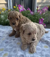 Jack, a male Maltipoo for sale in Lancaster, MO – 5 of 10