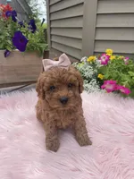 Piper, a female Cavapoo for sale in Lancaster, MO – 2 of 10