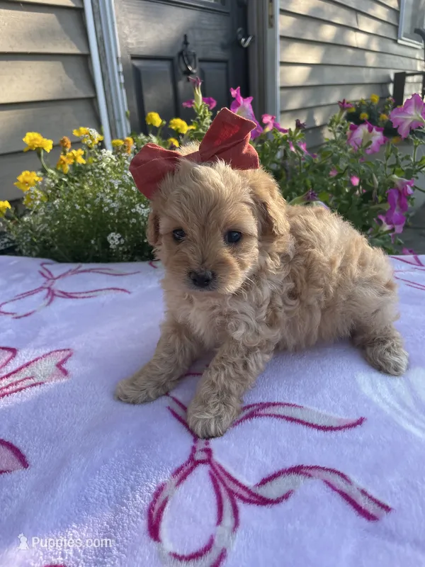 Piper – Maltipoo puppy for sale in Lancaster, MO