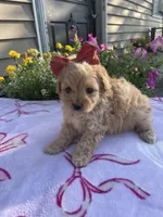 Piper, a female Maltipoo for sale in Lancaster, MO – 1 of 8