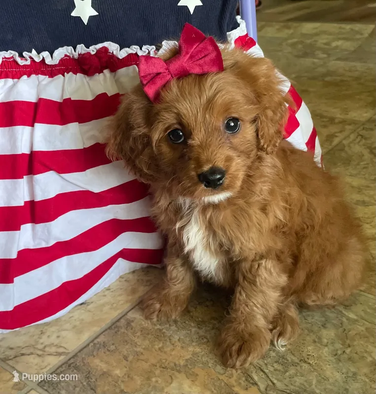 Sparkler – Cavapoo puppy for sale in Lancaster, MO