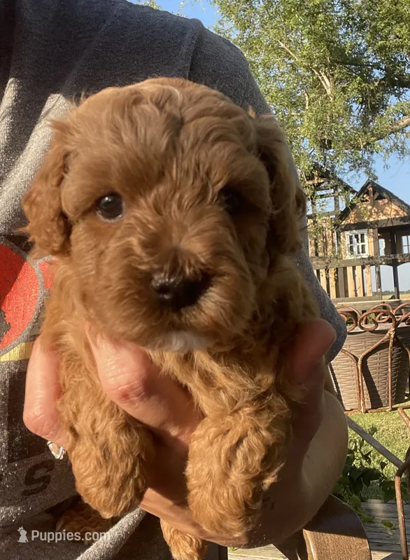 Jack – Maltipoo puppy for sale in Lancaster, MO