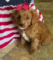 Sparkler, a female Cavapoo for sale in Lancaster, MO – 2 of 7