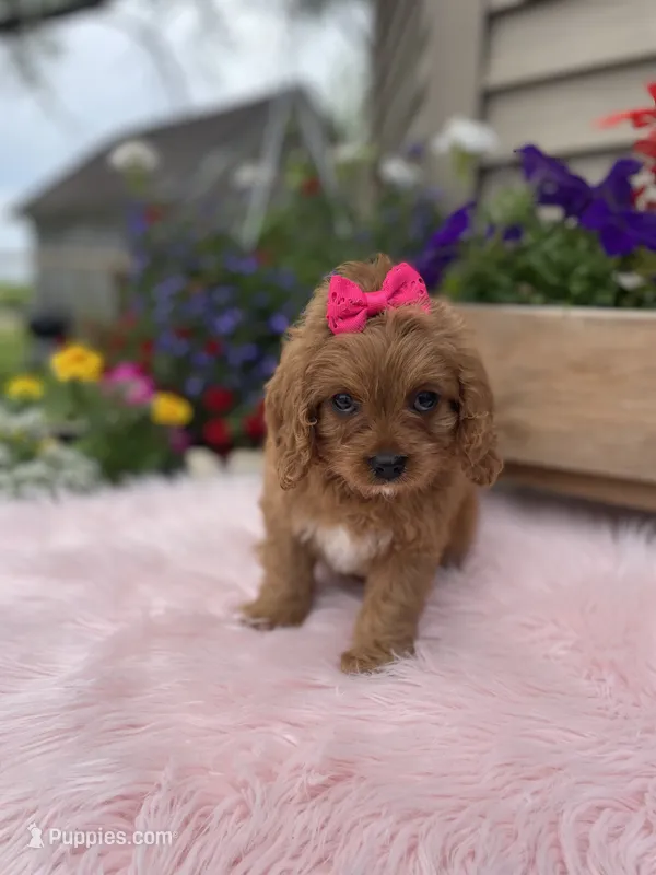 Piper – Cavapoo puppy for sale in Lancaster, MO