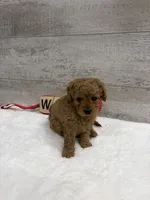 Oscar, a male Cavapoo for sale in Lancaster, MO – 5 of 5