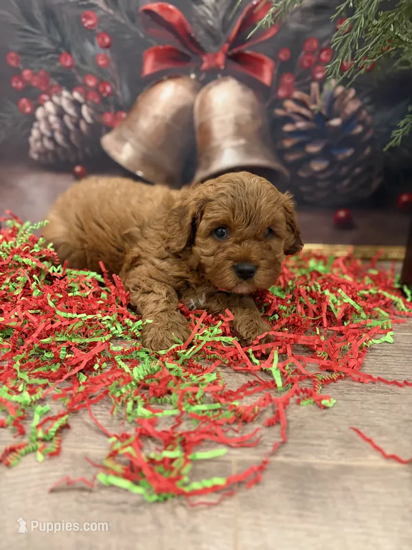 Sammy  – Cavapoo puppy for sale in Lancaster, MO