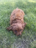 Samson , a male Cavapoo for sale in Lancaster, MO – 2 of 2