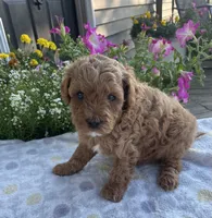 Jack, a male Maltipoo for sale in Lancaster, MO – 9 of 10