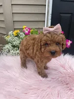 Piper, a female Cavapoo for sale in Lancaster, MO – 6 of 10