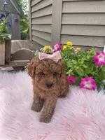 Piper, a female Cavapoo for sale in Lancaster, MO – 4 of 10