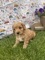 Oliver , a male Cavapoo for sale in Lancaster, MO – 4 of 5