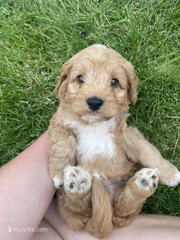 Oliver  – Cavapoo puppy for sale in Lancaster, MO
