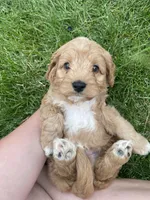 Oliver , a male Cavapoo for sale in Lancaster, MO – 1 of 5