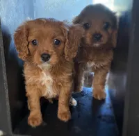 Sugar, a female Cavapoo for sale in Lancaster, MO – 3 of 3