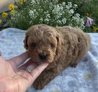 Jack, a male Maltipoo for sale in Lancaster, MO – 2 of 10