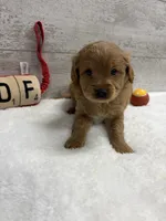 Sammy , a male Cavapoo for sale in Lancaster, MO – 4 of 5