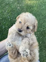 Piper, a female Maltipoo for sale in Lancaster, MO – 6 of 8