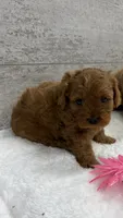 Olivia, a female Cavapoo for sale in Lancaster, MO – 1 of 3