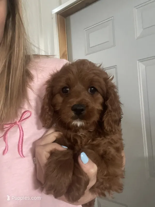Samson , a male Cavapoo for sale in Lancaster, MO – 1 of 2