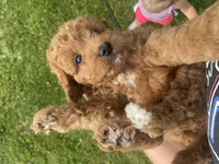 Bellamy , a male Cavapoo for sale in Lancaster, MO – 2 of 7