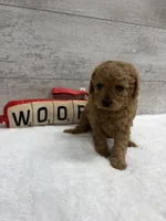 Oscar, a male Cavapoo for sale in Lancaster, MO – 2 of 5