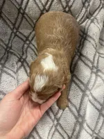 Granger , a male Cavapoo for sale in Lancaster, MO – Photo 4 of 4