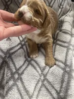 Granger , a male Cavapoo for sale in Lancaster, MO – Photo 2 of 4